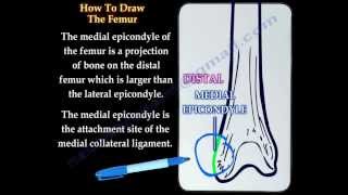 The Femur how to draw it Everything You Need To Know  Dr Nabil Ebraheim [upl. by Atteselrahc]