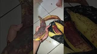 Pisang jumbo pedesaansundajawabarat makananindonesia pisangtanduk [upl. by Lancaster]