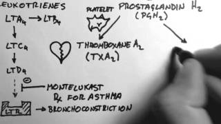 Arachidonic Acid amp Eicosanoids [upl. by Anazraf683]