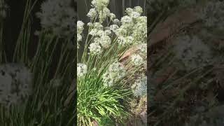 What do you do with Garlic Chives question recipe help garden [upl. by Notnirt]