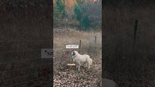 Experience a Thrilling Walk with Our Great Pyrenees Duo [upl. by Abshier]