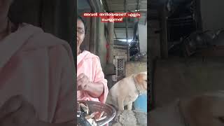 labrador pets ഇത് കണ്ടാൽ സംശയം എല്ലാം മാറും [upl. by Atirma128]