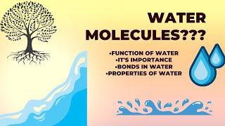 Water Molecule  Water Molecule With Notes [upl. by Cohette]