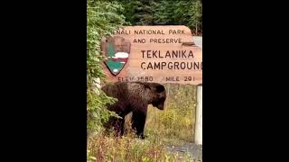 Brown Bear Scratching His Back on Sign news [upl. by Atrim]