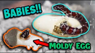 Baby Eastern Milksnakes Hatching [upl. by Iphlgenia]