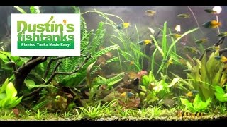 Planted Aquariums 125 gallon and 220 Planted Tank Fired up on a FRIDAY [upl. by Wakefield]