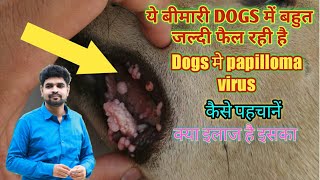 papilloma virus in dogs its diagnosis and treatment [upl. by Niklaus]