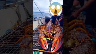 🐟🦞 Fishermen Catch MONSTER Lobster Real or Fake 👀 shorts animals lobster [upl. by Ilagam]