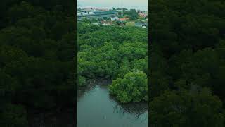 Discover the Green Haven Mangroves of Tanjung Benoa Bali🌿✨MangroveConservationTanjungBenoaNature [upl. by Tepper]