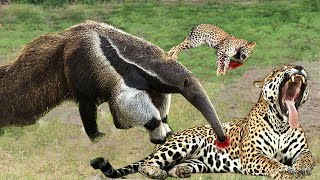 Giant Anteater Becomes Jaguars Fear After the Attack What Makes Jaguar Run From Giant Anteater [upl. by Adliwa835]