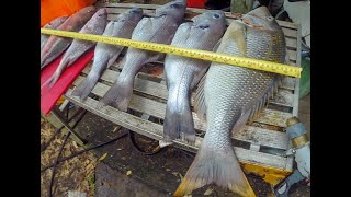 Fishing inshore Mooloolaba Sunshine Coast Australia 18th Feb 2022 [upl. by Bayless849]