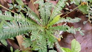 Biophytum sensitivum  little tree plant  Mukkootti  හීං නිදිකුම්බා [upl. by Jammal]