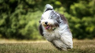 Old English Sheepdog A Friendly Loving Family Pet [upl. by Holds]