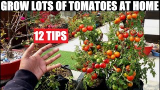 Grow Lots of Tomatoes  12 Tips  Complete Growing Guide [upl. by Grevera]