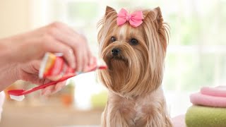 Consejos para cepillar los dientes al perro  Hogarmanía [upl. by Susej]