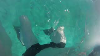 Snorkeling on Bimini Road in the bahamas [upl. by Hermine]