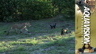 Epic Wildlife Showdown Lions vs Honey Badgers 🦁🍯🦡 [upl. by Aplihs901]