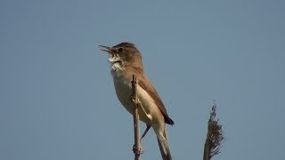 Carricero común Acrocephalus scirpaceus Eurasian Reedwarbler [upl. by Julide512]