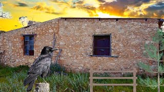 Abandoned 1800s Cottage 1949 Memorabilia Time Capsule [upl. by Annaehs915]