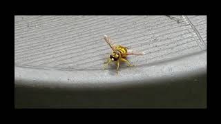 syrphid fly Milesia virginiensis [upl. by Bittencourt]