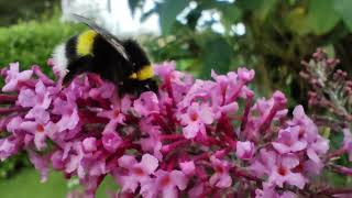 Whitetailed Bumblebee Bombus lucorum agg Queen feeding on Buddleja davidii 27082024 [upl. by Initirb560]