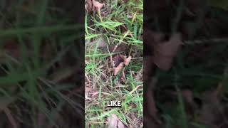 subscribe geocaching fyp youtubeshorts Subscribe plz [upl. by Snahc]