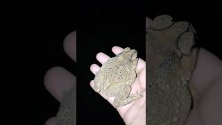 Catching toad 🐸 at the night 🔥funny comedyvideos funnyshorts shortsfeed shorts [upl. by Louth908]