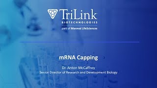 mRNA Capping [upl. by Ihcelek410]