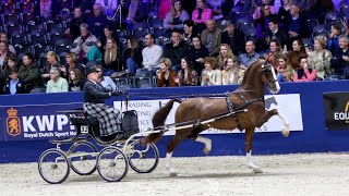 Oregon trofee 2023 at the KWPN stallion show [upl. by Jari]