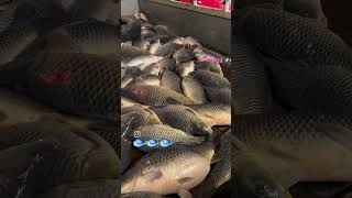 fishing videos telugu bigfish youtube viwes like🐟🐟🐟🐟 subscribe 🐟🐟🐟🦦 [upl. by Klein612]