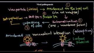 7 Replication of DNA viruses [upl. by Atnwahsal280]