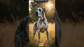 About Great Dane dog breed dogsbreed doginfo doglover generalknowledge [upl. by Amoreta452]