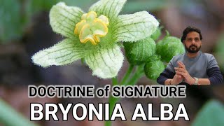 BRYONIA ALBA DOCTRINE OF SIGNATUREMENTAL SYMPTOMS [upl. by Ziguard]