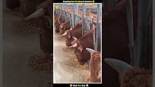 Amazing Cow Farming in America 😧 shorts farming yt [upl. by Julius]