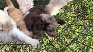 Dolly and Mousse f1b standard goldendoodle puppies [upl. by Holman]