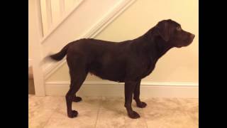 Ruby the Chocolate Labrador  Pregnancy Time Lapse [upl. by Armington]