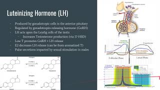 The Neuroscience Corner Ep 2 SSRIs LH and FSH [upl. by Haleehs]