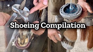 Compilation Of Horse Shoeing And Trimming Clips [upl. by Simonetta]