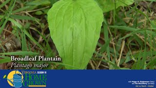 The Uses of the Plantain Herb and Its Food Uses [upl. by Yrallam894]