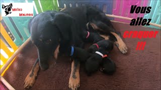 Naissance de 5 bébés Beauceron [upl. by Ardnasak788]