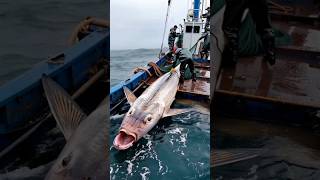 HUGE sea monster captured by fishermen🌊🐟 [upl. by Ursi]