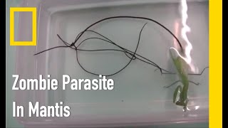 body controlling quotZOMBIE PARASITEquot in Mantis [upl. by Goebel]