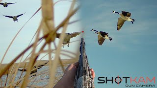 Goose Hunting Highlights  with a Shotkam [upl. by Ialda263]