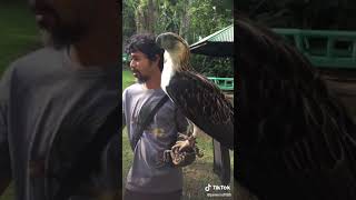 Philippine Eagle or monkeyeating eagle endangered species of eagle 🦅🇵🇭 [upl. by Eyk]