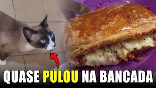 Receita de JOELHO DE CALABRESA  Pra se empanturrar 😺 [upl. by Jimmy]