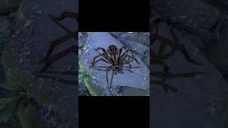 Megarachne Prehistoric Giant Spider 🕷️ [upl. by Barimah267]