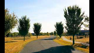 ULMUS hollandica Lobel  Upright Elm [upl. by Midge]