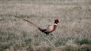 Pheasant Season Preview 2023  NDGF  09212023 [upl. by Aihpledalihp707]