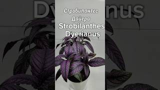 Стробилантес Дайера Strobilanthes Dyerianus чайнаяроза tearose [upl. by Teragramyram705]