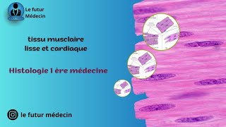 Un tissu musculaire lisse et cardiaque Histologie 1 ère médecine [upl. by Nniuq392]